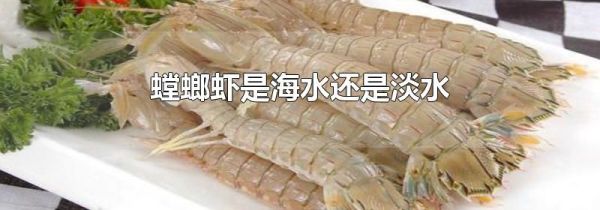 螳螂虾是海水还是淡水