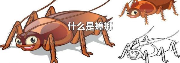 什么是蟑螂