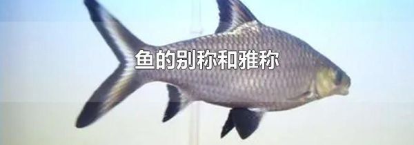 鱼的别称和雅称