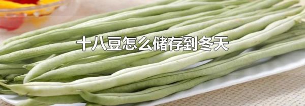 十八豆怎么储存到冬天