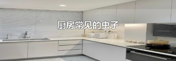 厨房常见的虫子