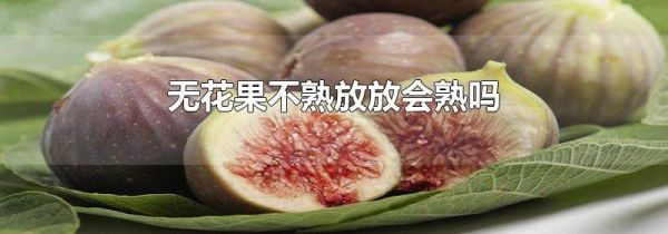 无花果不熟放放会熟吗