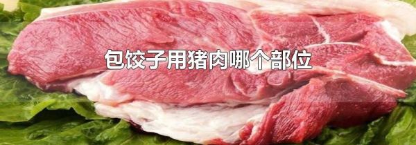 包饺子用猪肉哪个部位