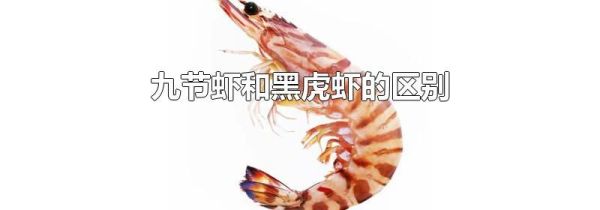九节虾和黑虎虾的区别