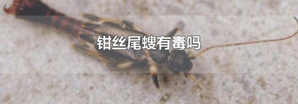 钳丝尾螋有毒吗