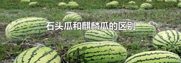 石头瓜和麒麟瓜的区别