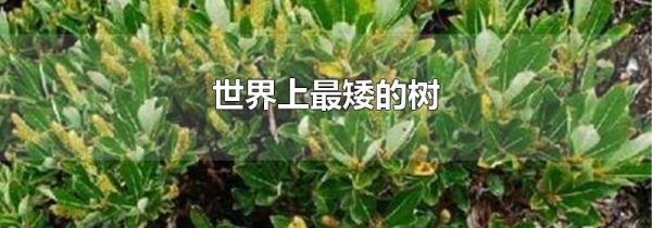 世界上最矮的树