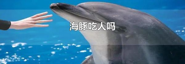 海豚吃人吗