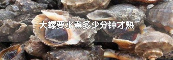 大螺要水煮多少分钟才熟