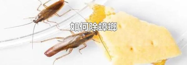 如何除蟑螂