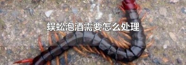 蜈蚣泡酒需要怎么处理