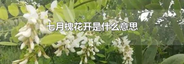 七月槐花开是什么意思