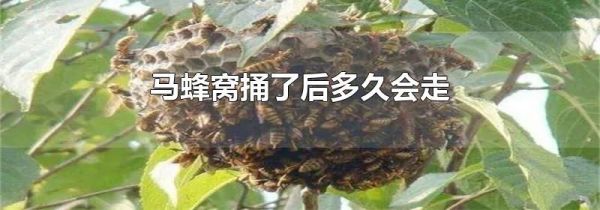 马蜂窝捅了后多久会走