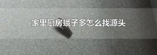 家里厨房蛾子多怎么找源头