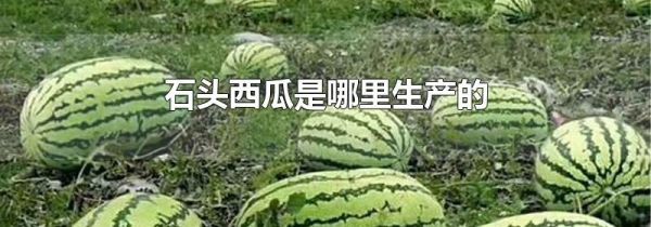 石头西瓜是哪里生产的