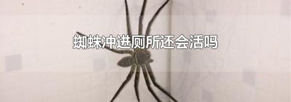 蜘蛛冲进厕所还会活吗