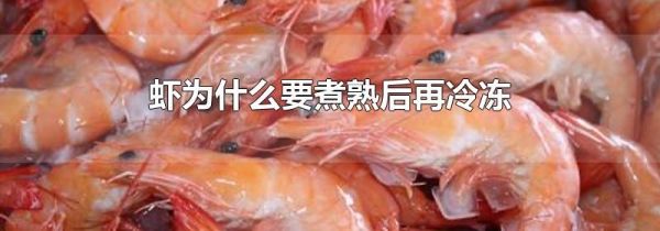 虾为什么要煮熟后再冷冻