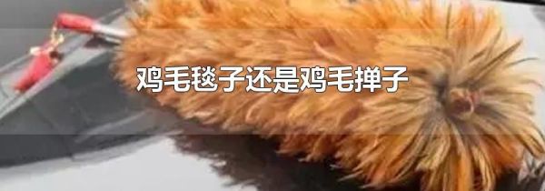 鸡毛毯子还是鸡毛掸子