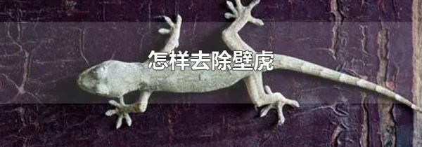 怎样去除壁虎