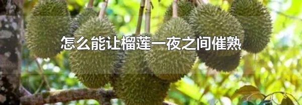 怎么能让榴莲一夜之间催熟