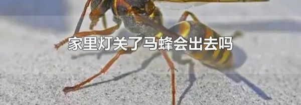 家里灯关了马蜂会出去吗