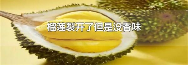榴莲裂开了但是没香味