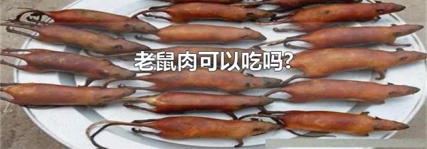 老鼠肉可以吃吗?