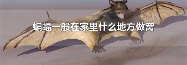 蝙蝠一般在家里什么地方做窝