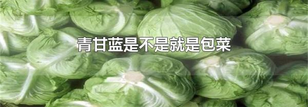 青甘蓝是不是就是包菜