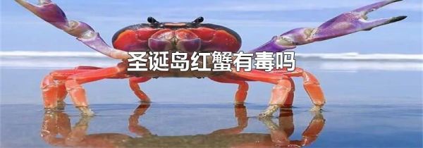 圣诞岛红蟹有毒吗