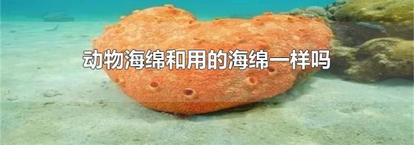 动物海绵和用的海绵一样吗