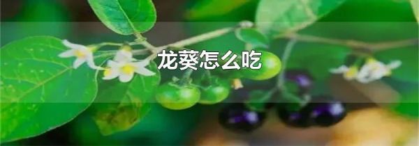 龙葵怎么吃