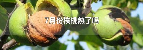 7月份核桃熟了吗