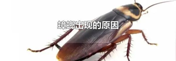 蟑螂出现的原因