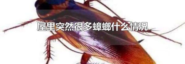 屋里突然很多蟑螂什么情况