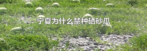 宁夏为什么禁种硒砂瓜