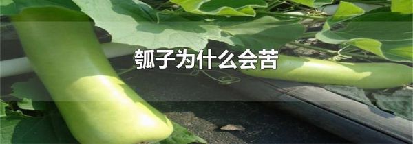 瓠子为什么会苦