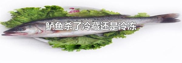 鲈鱼杀了冷藏还是冷冻