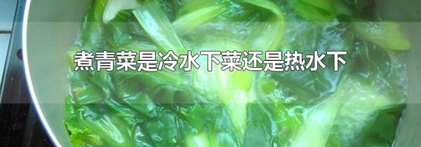 煮青菜是冷水下菜还是热水下