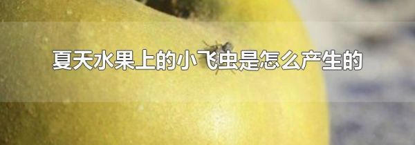 夏天水果上的小飞虫是怎么产生的