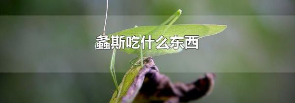 螽斯吃什么东西