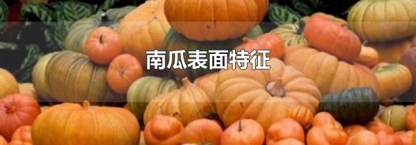 南瓜表面特征