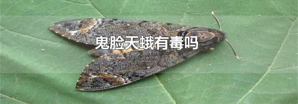 鬼脸天蛾有毒吗