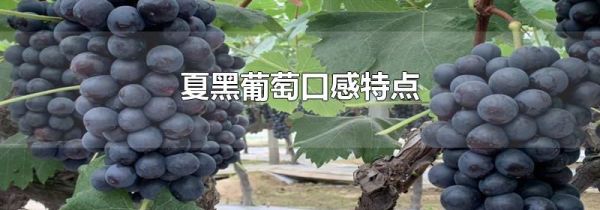 夏黑葡萄口感特点