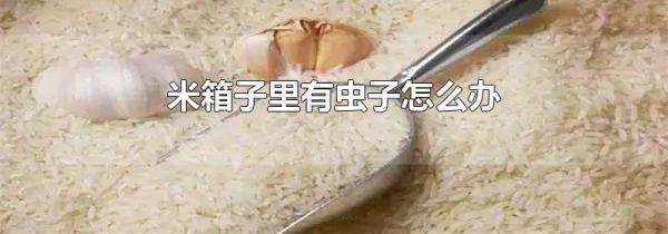 米箱子里有虫子怎么办