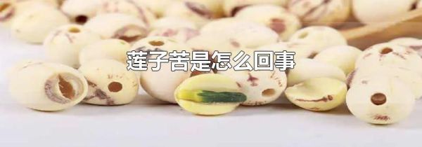莲子苦是怎么回事