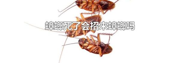 蟑螂死了会招来蟑螂吗