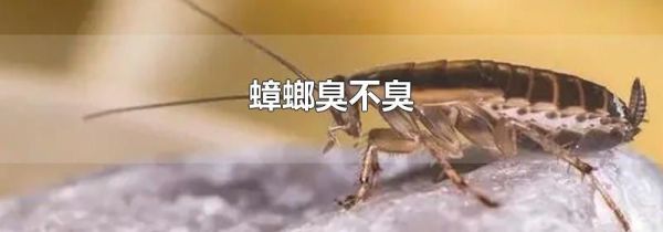 蟑螂臭不臭