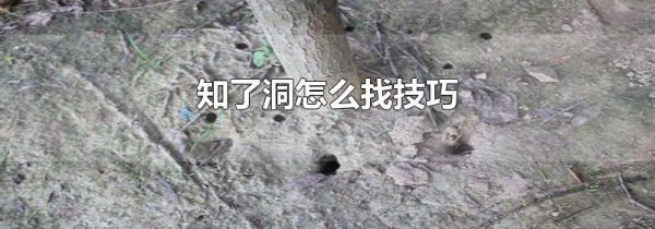 知了洞怎么找技巧