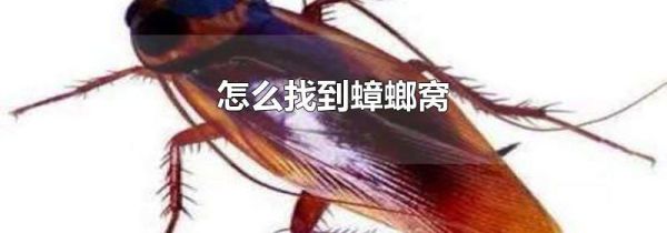 怎么找到蟑螂窝